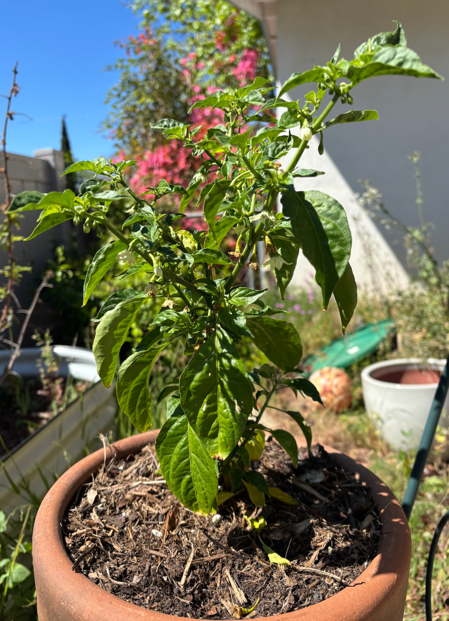 Pepper plant growing in a Santa Barbara backyard for Old Guard Pepper Co